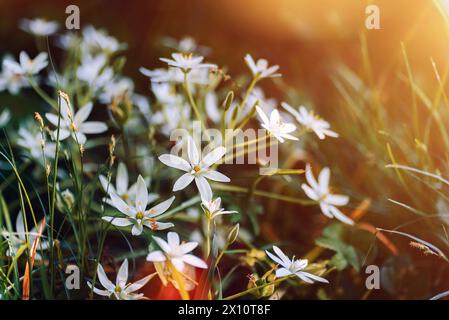 Anthericum liliago white flowers in sunlight. Stock Photo