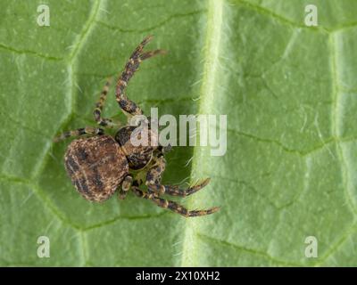 dorsal view of a leaf-litter crab spider resting on the underside of a green leaf Stock Photo