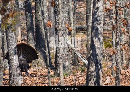 A male turkey, Meleagris gallopavo, also called a tom or a gobbler, struts in a wooded area, in a springtime mating ritual.  Back view of turkey. Stock Photo