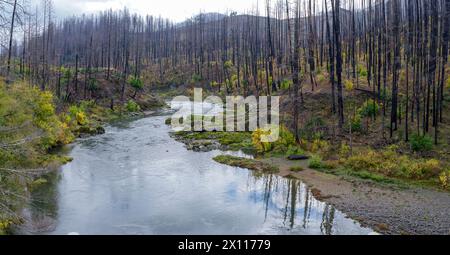 Panorama of burnt trees from a recent forest fire surrounding the North Umpqua River at the Richard G Baker State Park in Oregon, USA Stock Photo