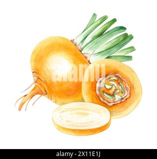 Watercolor composition of yellow turnip vegetable, hand drawn isolated on white. Turnip vegetable for menu design, kitchen utensils, logo, printing, e Stock Photo