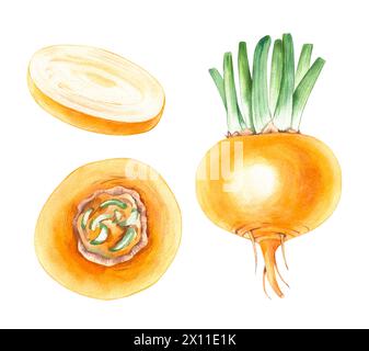 Watercolor set of turnips, hand drawn isolated on white. Turnip vegetable for menu design, kitchen utensils, logo, printing, etc. Stock Photo