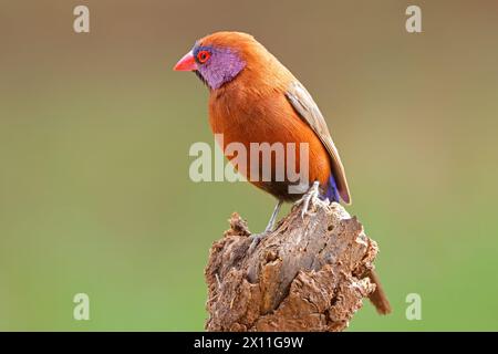 A colorful male violet-eared waxbill (Uraeginthus granatinus) perched on a branch, South Africa Stock Photo