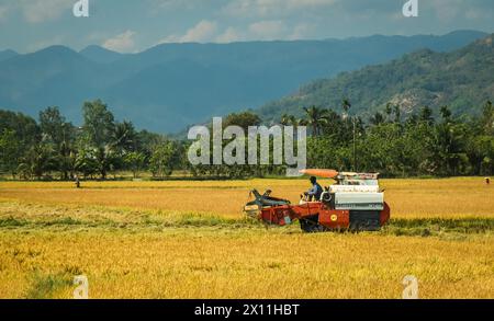 Farmers harvesting rice in rice field in Vietnam. Harvesting machine in the field harvesting rice.. farmers work on rice field on a sunny day. Stock Photo