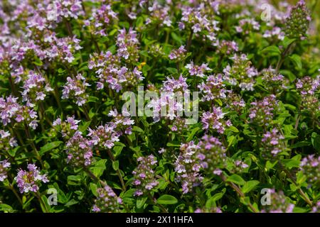 Blossoming fragrant Thymus serpyllum, Breckland wild thyme, creeping thyme, or elfin thyme close-up, macro photo. Beautiful food and medicinal plant i Stock Photo