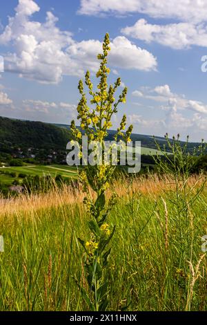 Verbascum densiflorum the well-known dense-flowered mullein. Stock Photo