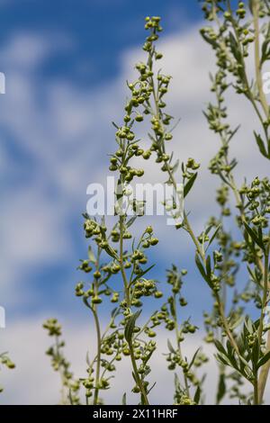 Wormwood green grey leaves with beautiful yellow flowers. Artemisia absinthium absinthium, absinthe wormwood flowering plant, closeup macro. Stock Photo