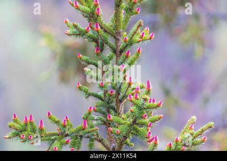 Red spruce cones on the branches at springtime Stock Photo
