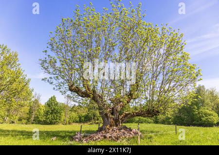Lush green pollarding old tree on a sunny meadow Stock Photo