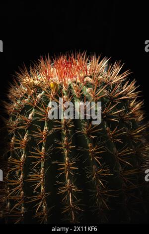 Red Mexican Fire Barrel Cactus. Mexican Fire Barrel Cactus or ferocactus pringlei succulent plant. Ferocactus gracilis, the fire barrel cactus, is a s Stock Photo