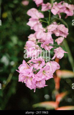 A bouquet of sweet pink Bougainvillea flower blossom with green leaves on white isolated background Stock Photo