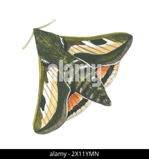 Watercolor illustration of a moth. Hand drawn isolated on white background Stock Photo