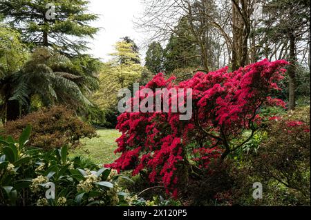 Trewidden Gardens Penzance White Daisy Dimorphotheca Stock Photo