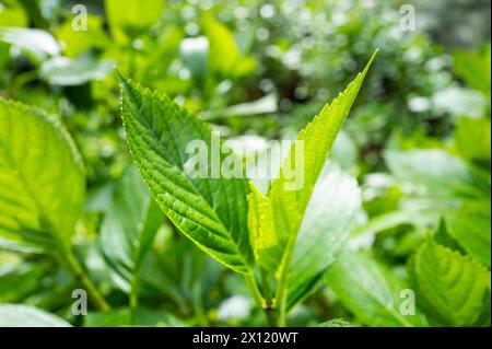 Trewidden Gardens Penzance White Daisy Dimorphotheca Stock Photo