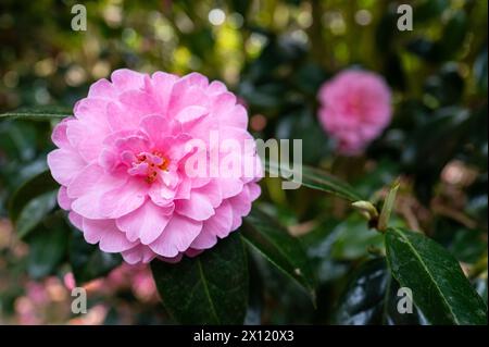 Trewidden Gardens Penzance White Daisy Dimorphotheca Stock Photo