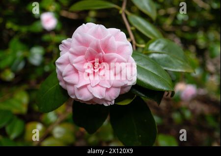 Trewidden Gardens Penzance White Daisy Dimorphotheca Stock Photo