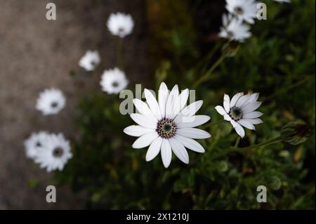 Trewidden Gardens Penzance White Daisy Dimorphotheca Stock Photo