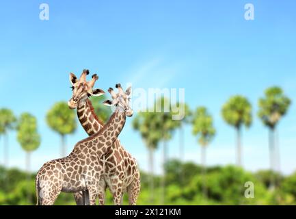 Two cute curiosity giraffes on summer landscape background. Couple of giraffe looks interested. Animal stares interestedly. Beautiful scenic with pair Stock Photo