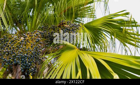 Chinese Fan Palm fruits Livistona chinensis, bottom view. Close up of fan palm fruits in the nature. Fan palm or corypha umbraculifera fruits on nature background. Ornamental plant in garden of resort Stock Photo