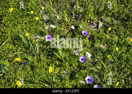 Yellow Oxalis pes-caprae (African wood-sorrel, sourgrass, Bermuda sorrel) and purple crown anemones (Anemone coronaria) in a meadow in Cyprus Stock Photo