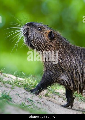 Myocastor coypus aka nutria or swamp rat is walking on the bank of Vltava river. Invasive rodent in Prague. Czech republic. Stock Photo