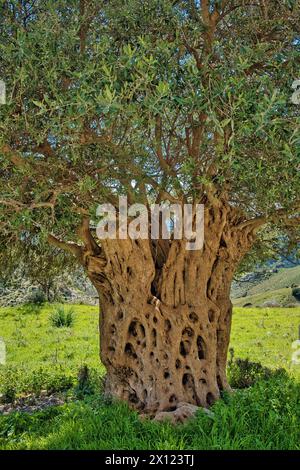 A centuries-old olive tree (olea) in a meadow in Cyprus Stock Photo