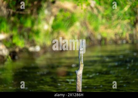 river landscape, stick in the water Stock Photo