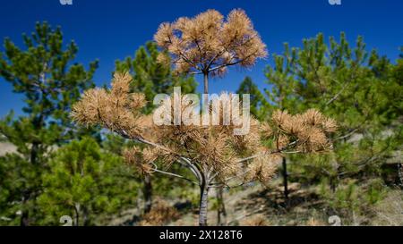 Dried trees in front of the blue sky. Pine and maple trees drying out due to disease or lack of water. Dry tree and branches. Stock Photo