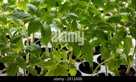 Many green tomato plants in seedling tray on table Stock Photo