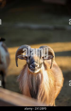 Antalya, Turkey, 02.22.2021: Rocky Mountain Big horn Sheep Ram in Zoo Stock Photo