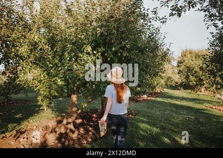 Redhead woman faces tree while apple picking in an orchard Stock Photo