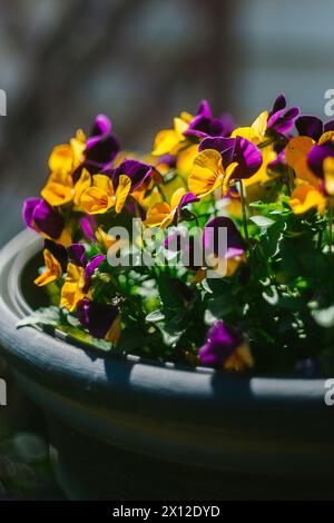 Purple and Yellow Winter Pansies Continue to Bloom into Spring Stock Photo