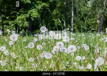 white dandelions in the park in spring, a beautiful clearing with lots of mature white dandelions Stock Photo