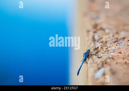 Blue dragon fly sitting on wall next to blue water Stock Photo