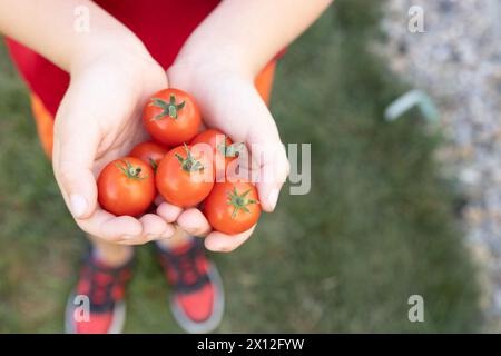 A young boy holds freshly picked ripe organic baby tomato garden Stock Photo