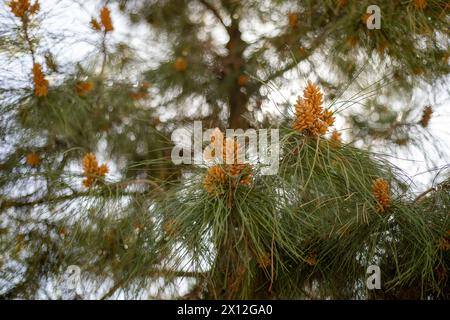A tree with many leaves and some of them are orange Stock Photo