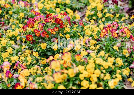 Yellow and Red Pansies in Bloom Stock Photo