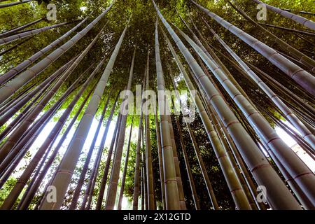 bamboo trees seen from a low angle perspective Stock Photo
