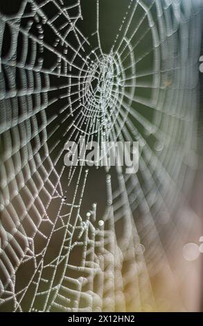 Dew drops glistening on an intricate spiderweb Stock Photo