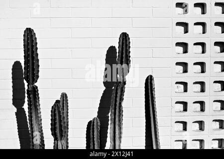 Mid-Century Modern wall and cactus Stock Photo