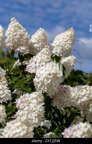 Hydrangea paniculata Vanille Fraise on a stem Stock Photo