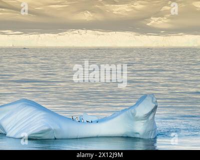 Adelie penguins on an ice floe in the Orleans Strait off Trinity Island, Antarctica Stock Photo