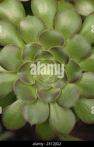 Close up of Aeonium canariense succulent patterned leaves and center Stock Photo