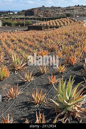 aloe vera gel panthenol ALOE VERA GEL with Vitamin F and Panthenol