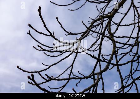 Tall deciduous trees in early spring without foliage, deciduous trees in the warm spring season at the beginning of the season in April Stock Photo