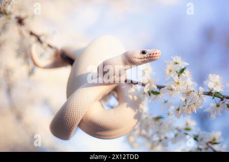 White ball python with flowers Stock Photo