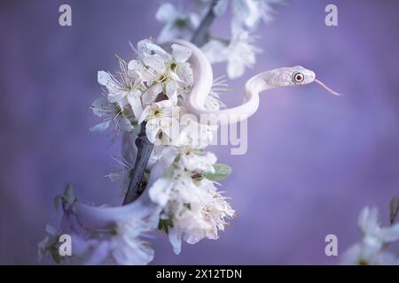 White texas ratsnake with flowers Stock Photo