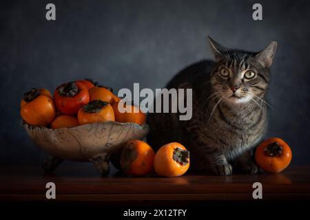 Tabby cat with persimmons Stock Photo