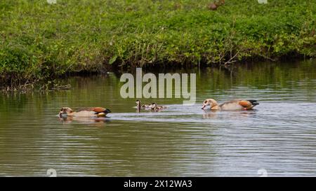 Egyptian goose family swimming a cross a pond - male female and three goslings with the shoreline in the background Stock Photo