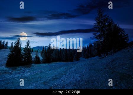 coniferous forest on the grassy hills and meadows of the carpathian countryside at night. mountainous landscape with snow capped tops in full moon lig Stock Photo